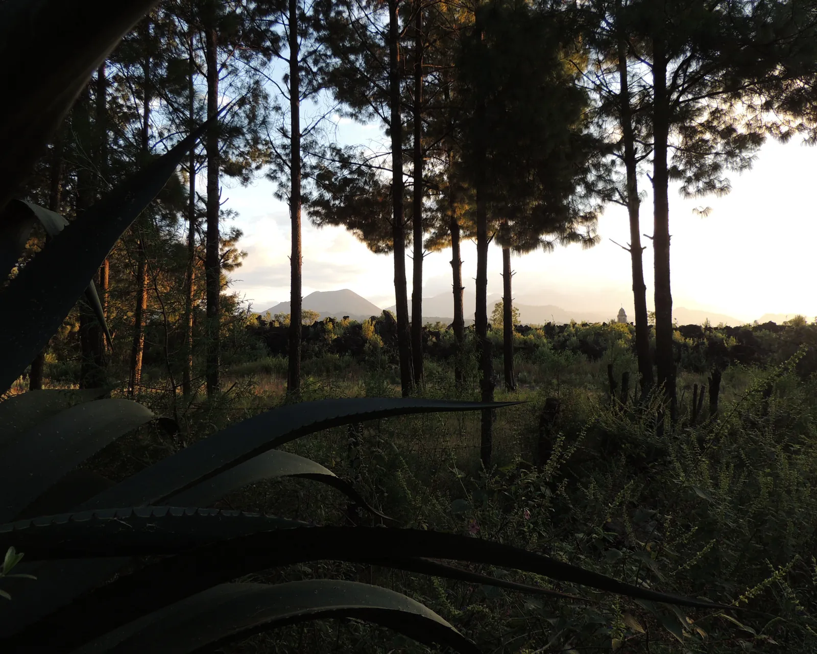 Pedro, Frida y su jardín de flores