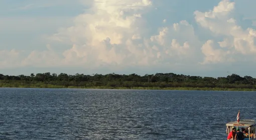 La sabiduría de la selva